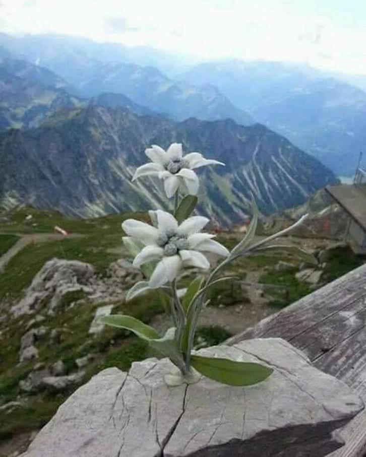 Apartament Mes Lastei Campitello di Fassa Zewnętrze zdjęcie