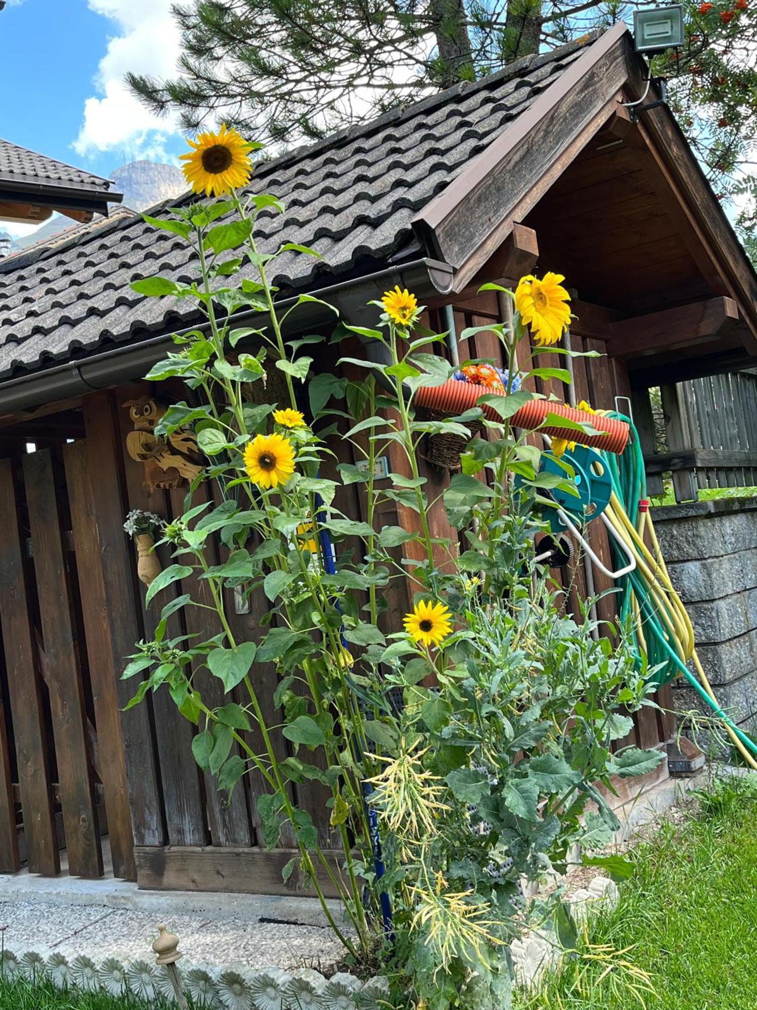 Apartament Mes Lastei Campitello di Fassa Zewnętrze zdjęcie